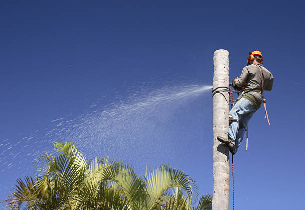 Reliable Morgandale, OH Tree Services Solutions